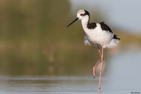 Tero real - Himantopus mexicanus