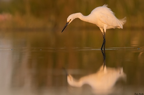 Garcita chica - Egretta thula