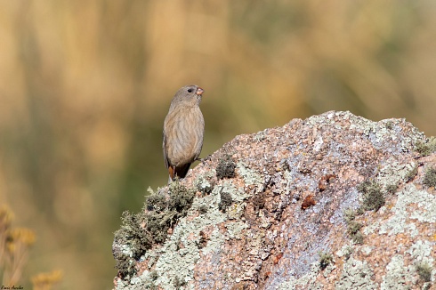 Piquitodeoro grande - Catamenia inornata