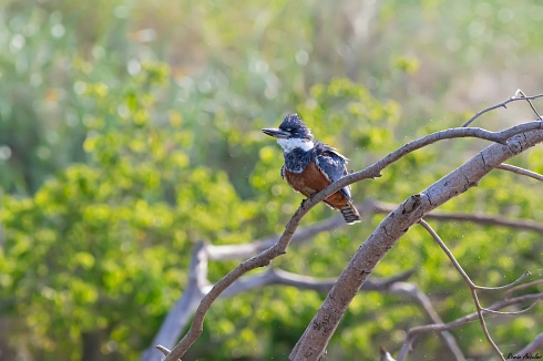 Martn pescador grande - Megaceryle torquata