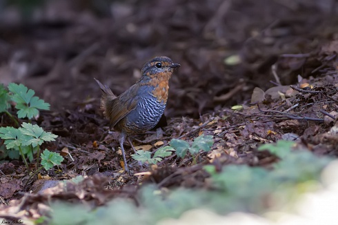 Chucao - Scelorchilus rubecula