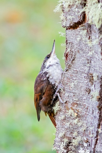 Picolezna patagnico - Pygarrhichas albogularis