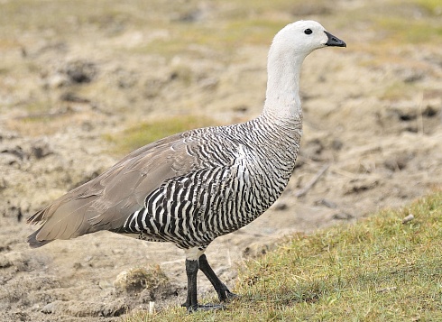 Cauquen comun (cuello blanco)