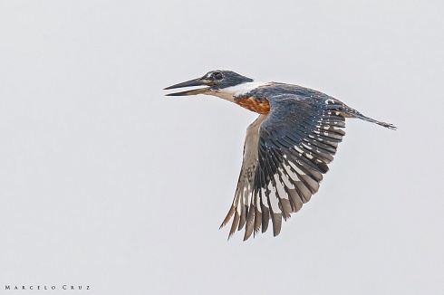 Megaceryle torquata