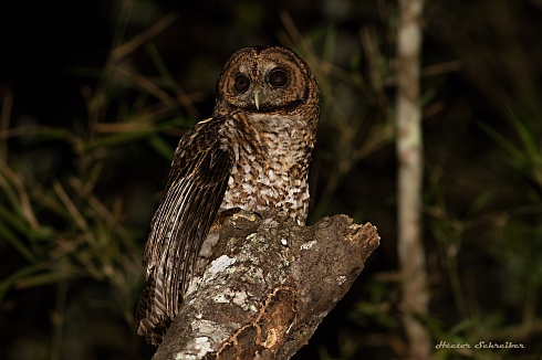 Fisting yogli fotosurat