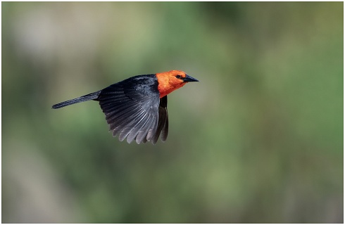 Vuelo federal