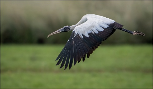 Volando bajo