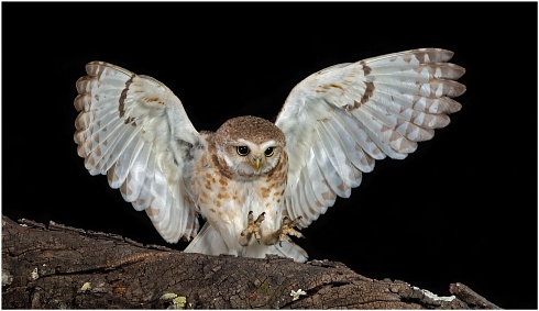 Angelito