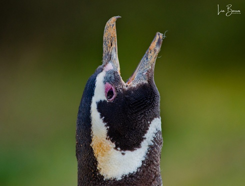 El llamado