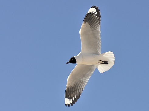 Gaviota Andina - Atacama