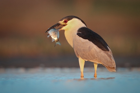 Bruja con pesca