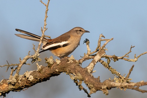 Calandria real
