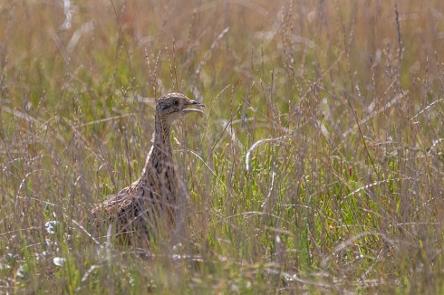 Inamb campestre