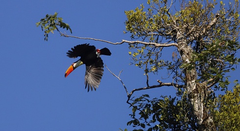 Tucan en vuelo