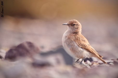 Caminera punea, nueva especie para FN