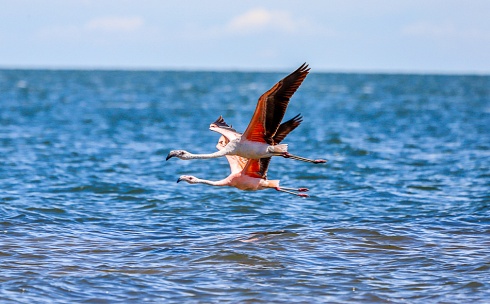 Flamencos a la par