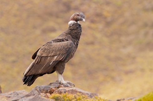 CONDOR ANDINO