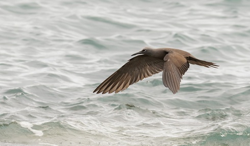 Anous stolidus galapagensis