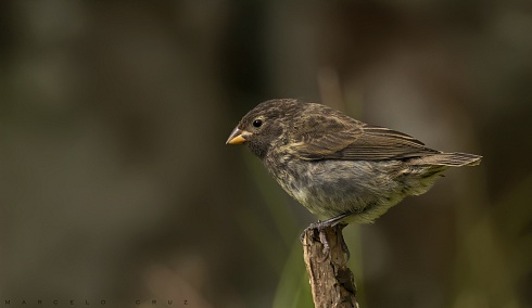 El pinzn pequeo de rbol (Camarhynchus parvulus)