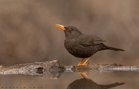 Refrescada del morocho