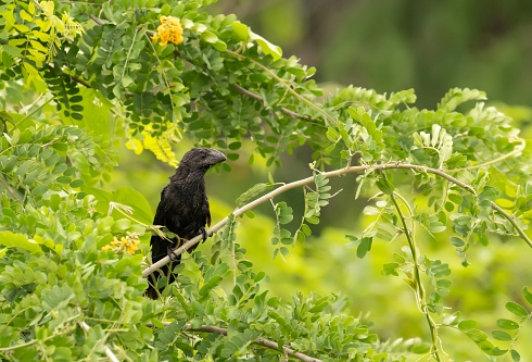 Invasor introducido