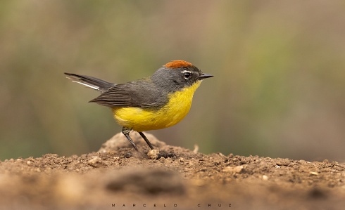 Myioborus brunniceps