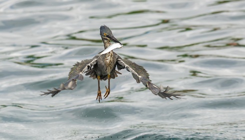 Buena pesca