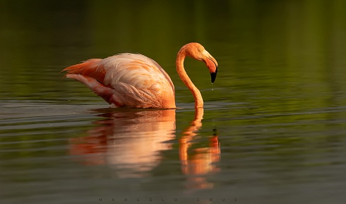 Flamenco de Galapagos