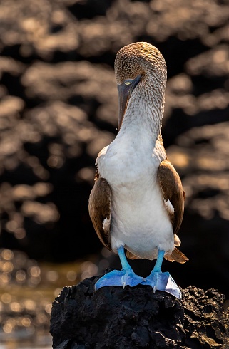 Piquero patas azules