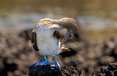 Peinando plumas
