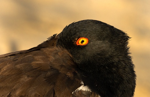 El secreto de sus ojos !