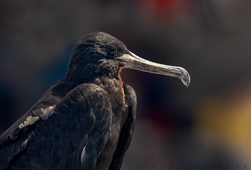 Fregata magnificens