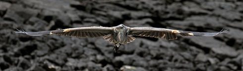 Gran garza azul ( Ardea herodias cognata)