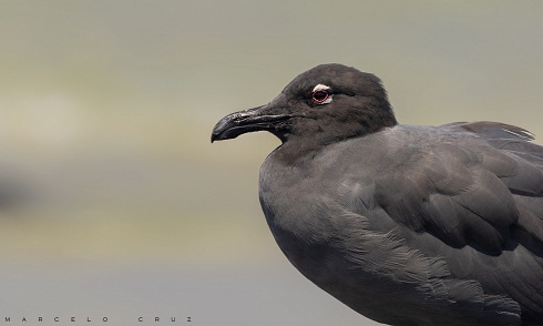 Gaviota de lava