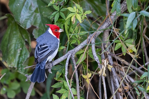 El Cardenal