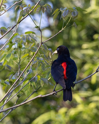 El cacique misionero