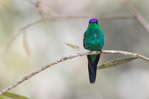 Picaflor corona violcea
