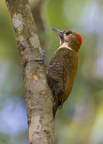 Carpintero oliva chico