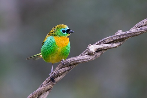 Festival de colores