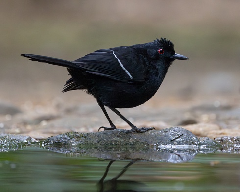 Batar negro