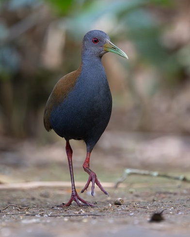 Aramides saracura