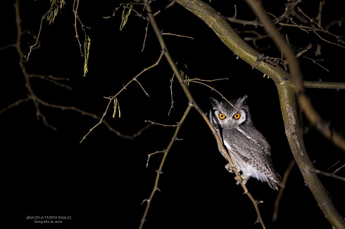 Southem wite faced scops owl