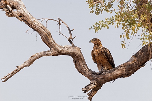 Booted Eagle
