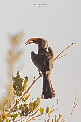 Bradfields  Hornbill