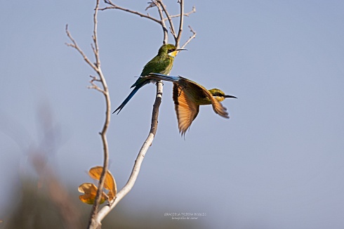Swallow tailed bee eater