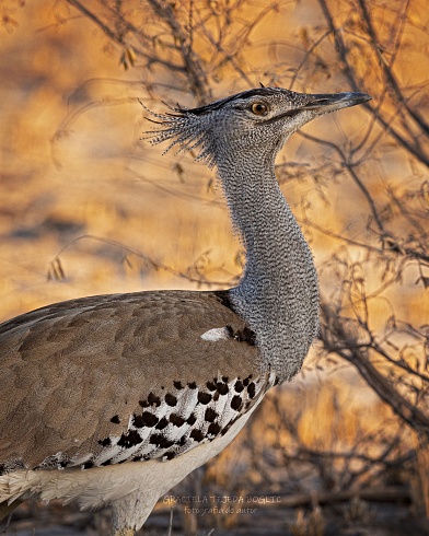 Kori Bustard
