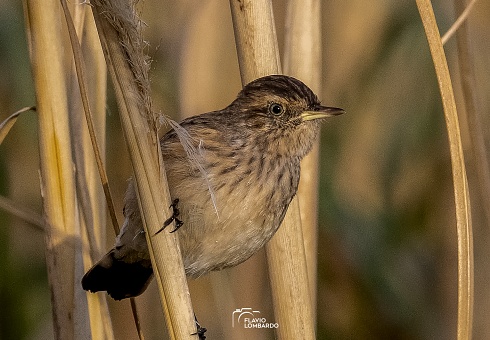 Pico de plata hembra juvenil
