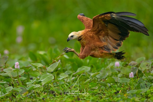 Aguilucho Pampa