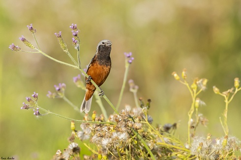 Capuchino garganta caf - Sporophila ruficollis