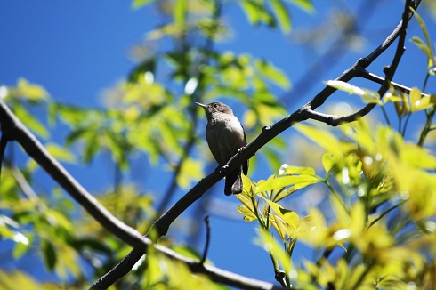 Troglodytes aedon